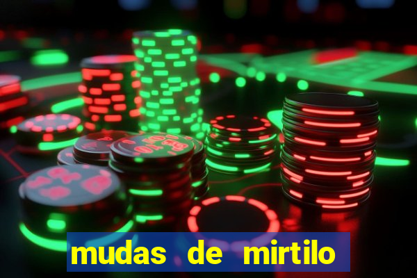 mudas de mirtilo em porto alegre