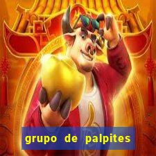 grupo de palpites de futebol whatsapp