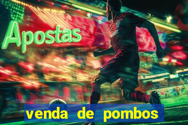 venda de pombos correios olx