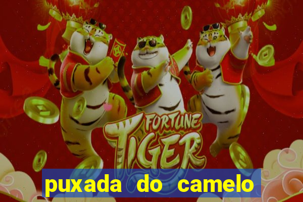 puxada do camelo jogo do bicho