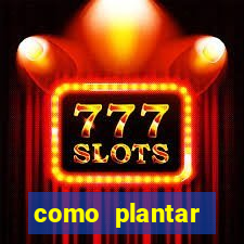 como plantar gergelim no vaso