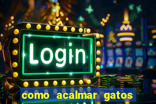 como acalmar gatos agitados a noite