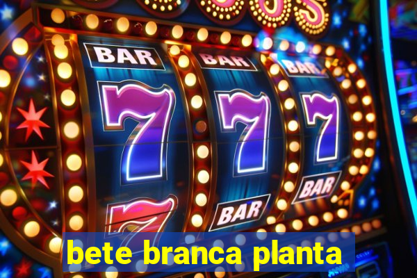 bete branca planta