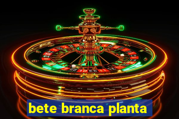 bete branca planta