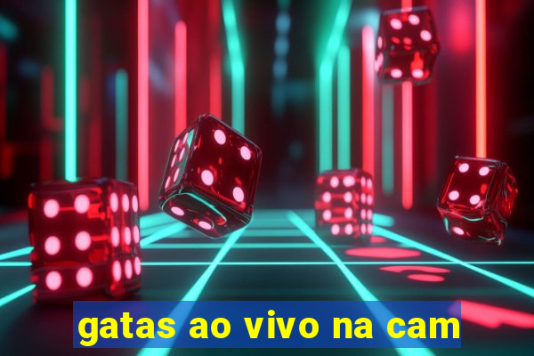 gatas ao vivo na cam