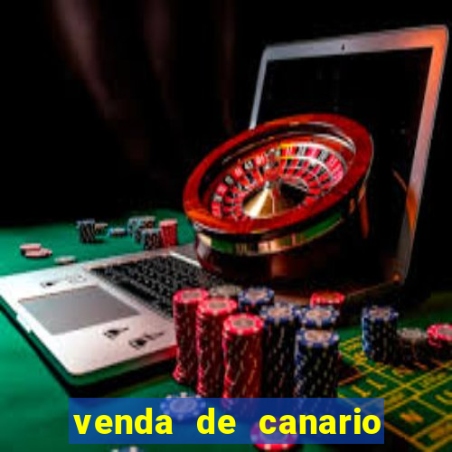venda de canario belga bahia