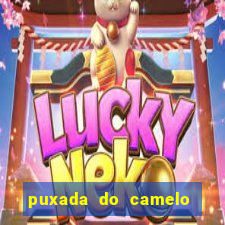 puxada do camelo no jogo do bicho
