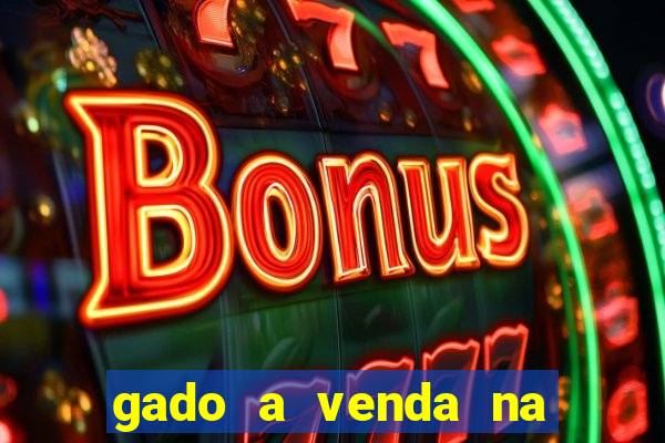 gado a venda na bahia olx