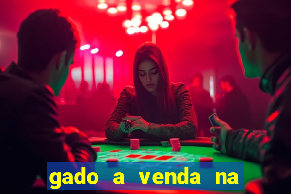 gado a venda na bahia olx