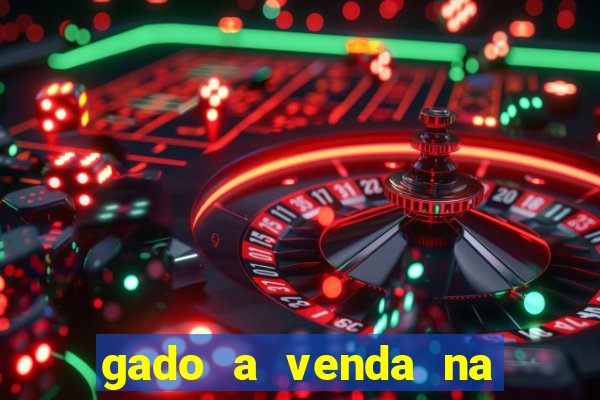 gado a venda na bahia olx