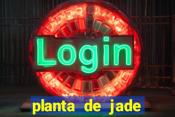 planta de jade significado espiritual