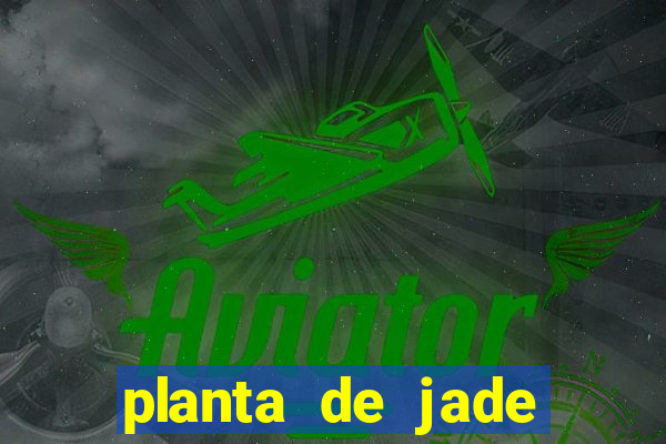 planta de jade significado espiritual