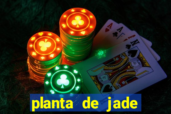planta de jade significado espiritual