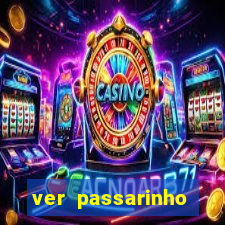 ver passarinho morto significado espiritual
