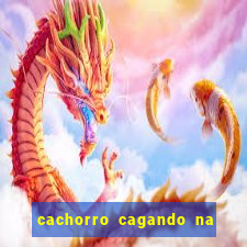cachorro cagando na camisa do corinthians